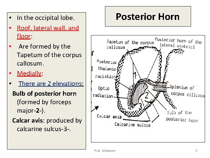 Posterior Horn • In the occipital lobe. • Roof, lateral wall, and floor: floor