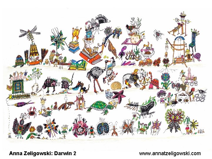 Anna Zeligowski: Darwin 2 www. annatzeligowski. com 