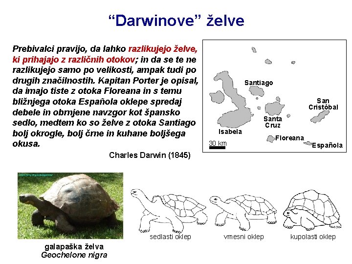 “Darwinove” želve Prebivalci pravijo, da lahko razlikujejo želve, ki prihajajo z različnih otokov; in