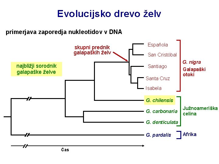Evolucijsko drevo želv primerjava zaporedja nukleotidov v DNA skupni prednik galapaških želv najbližji sorodnik