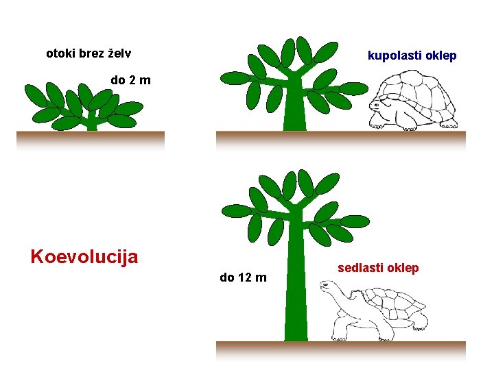 otoki brez želv kupolasti oklep do 2 m Koevolucija do 12 m sedlasti oklep