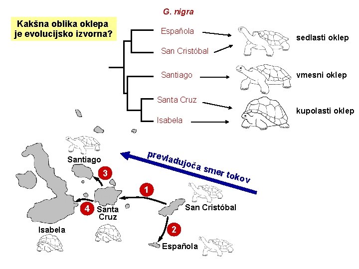G. nigra Kakšna oblika oklepa je evolucijsko izvorna? Española sedlasti oklep San Cristóbal vmesni