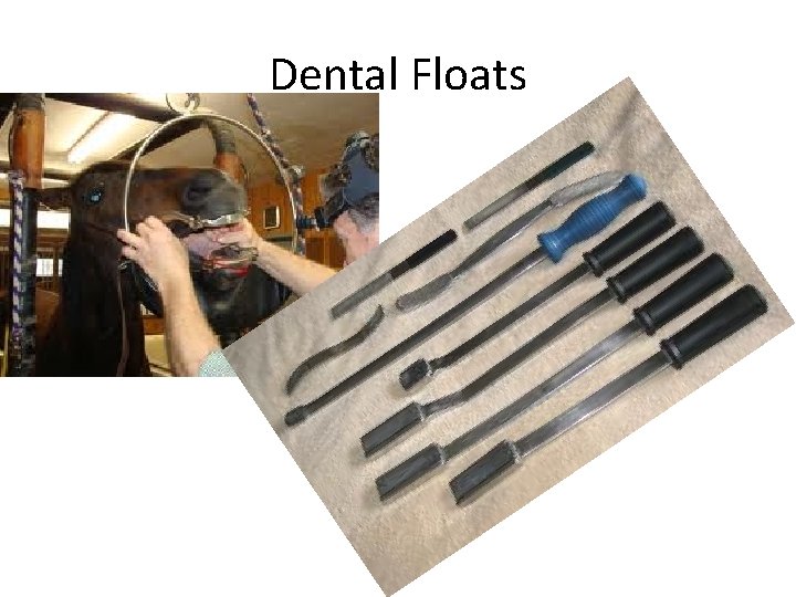 Dental Floats 