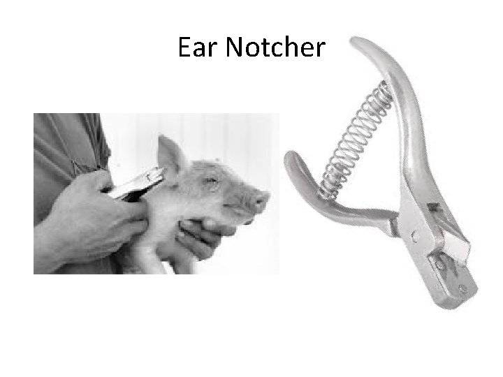 Ear Notcher 