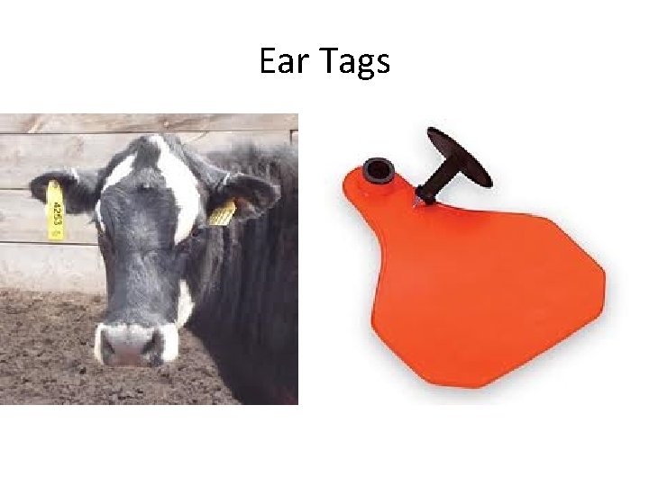 Ear Tags 