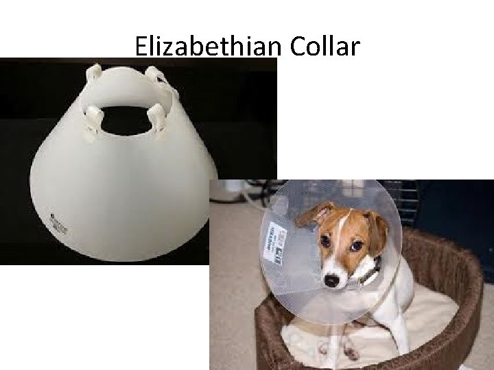 Elizabethian Collar 