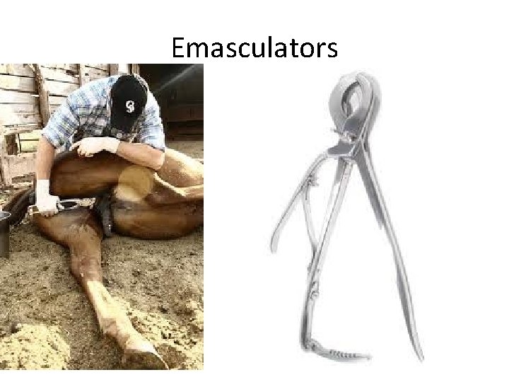 Emasculators 