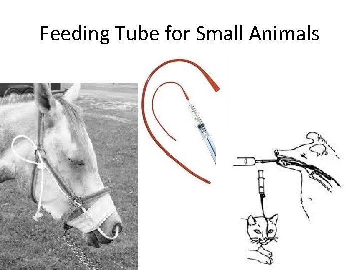 Feeding Tube for Small Animals 