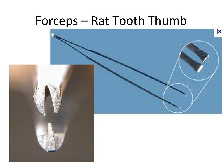 Forceps – Rat Tooth Thumb 