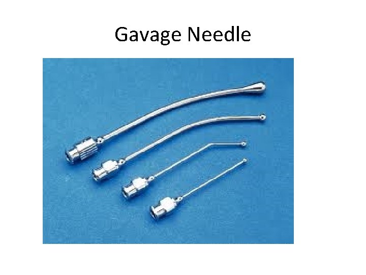 Gavage Needle 