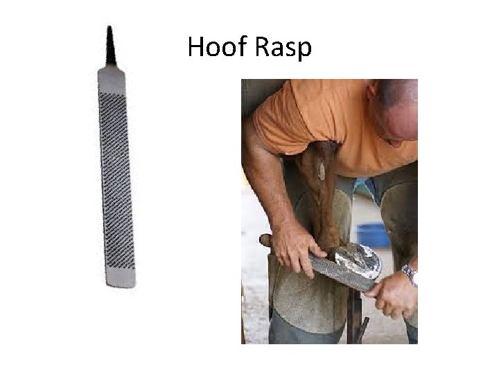 Hoof Rasp 