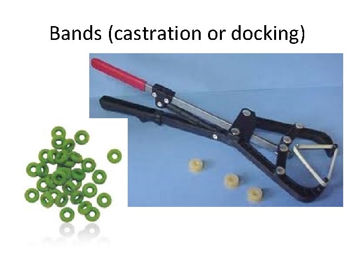 Bands (castration or docking) 