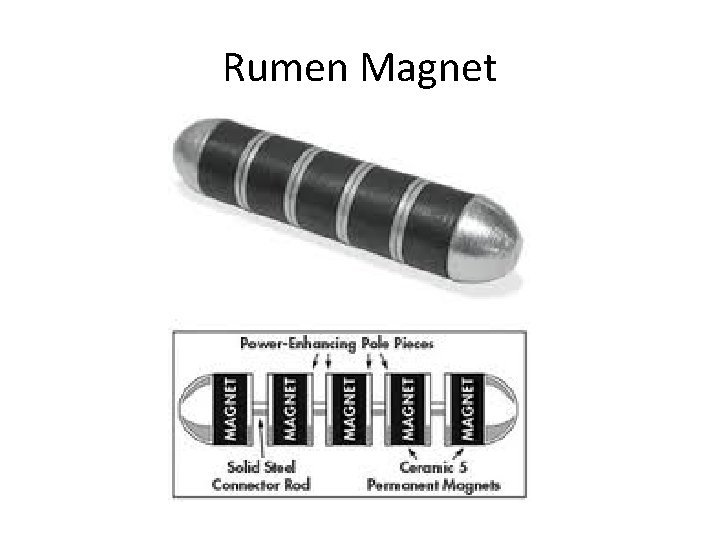 Rumen Magnet 