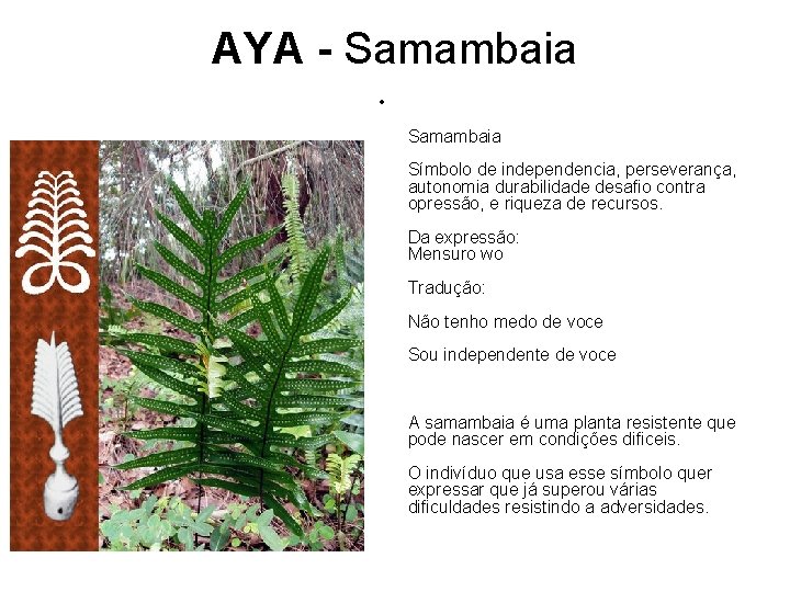 AYA - Samambaia • Samambaia Símbolo de independencia, perseverança, autonomia durabilidade desafio contra opressão,