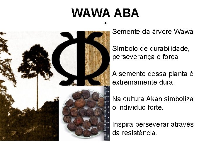 WAWA ABA • Semente da árvore Wawa Símbolo de durabilidade, perseverança e força A