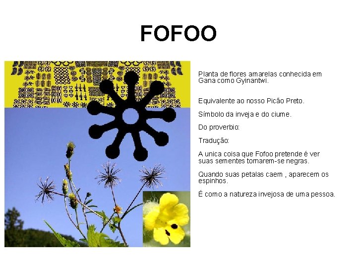 FOFOO • Planta de flores amarelas conhecida em Gana como Gyinantwi. Equivalente ao nosso
