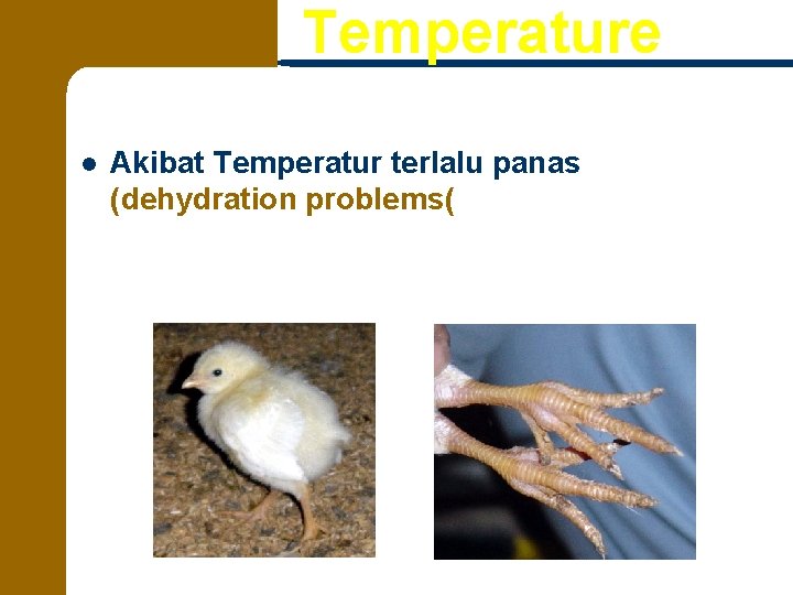 Temperature l Akibat Temperatur terlalu panas (dehydration problems( 