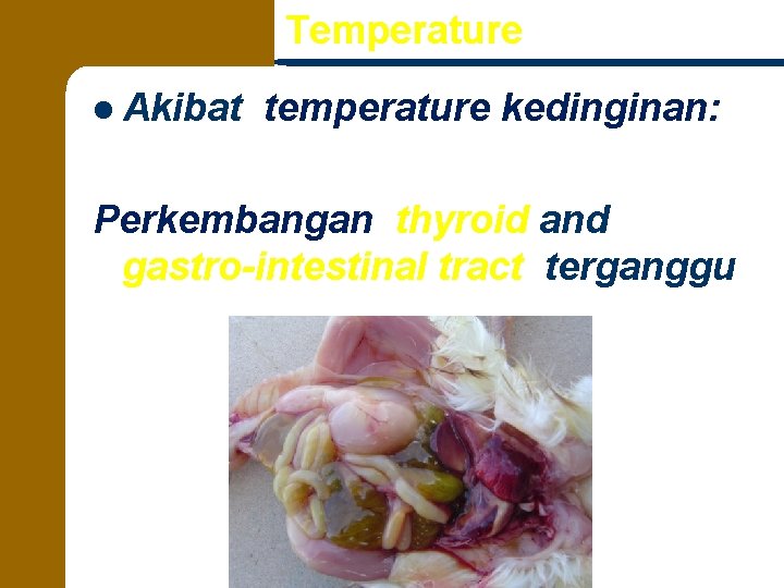 Temperature l Akibat temperature kedinginan: Perkembangan thyroid and gastro-intestinal tract terganggu 