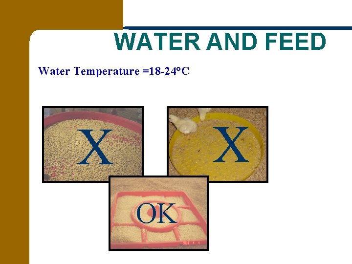 WATER AND FEED Water Temperature =18 -24°C X X OK 