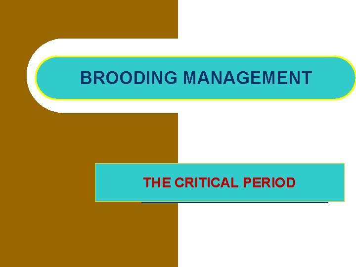 BROODING MANAGEMENT THE CRITICAL PERIOD 