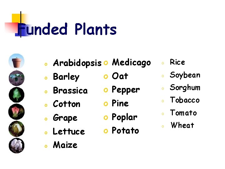 Funded Plants o Arabidopsis o Medicago o Oat Barley o Brassica o Pepper o