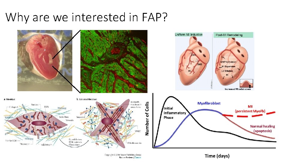 Why are we interested in FAP? 