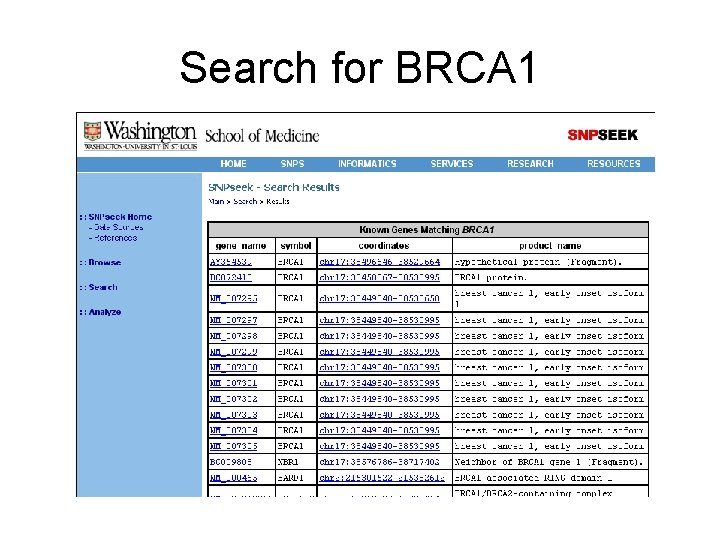 Search for BRCA 1 