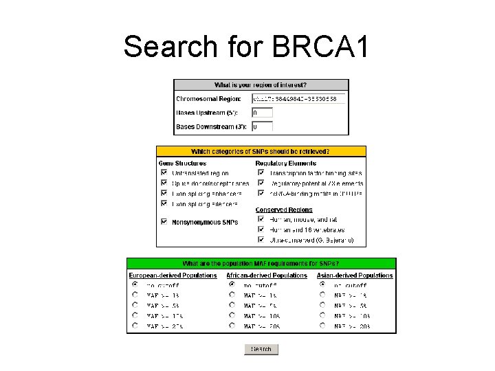 Search for BRCA 1 