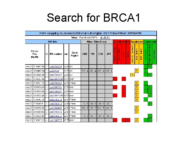 Search for BRCA 1 
