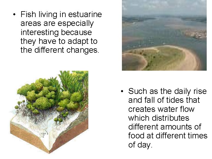  • Fish living in estuarine areas are especially interesting because they have to