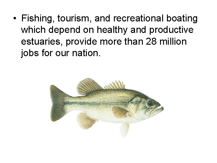  • Fishing, tourism, and recreational boating which depend on healthy and productive estuaries,