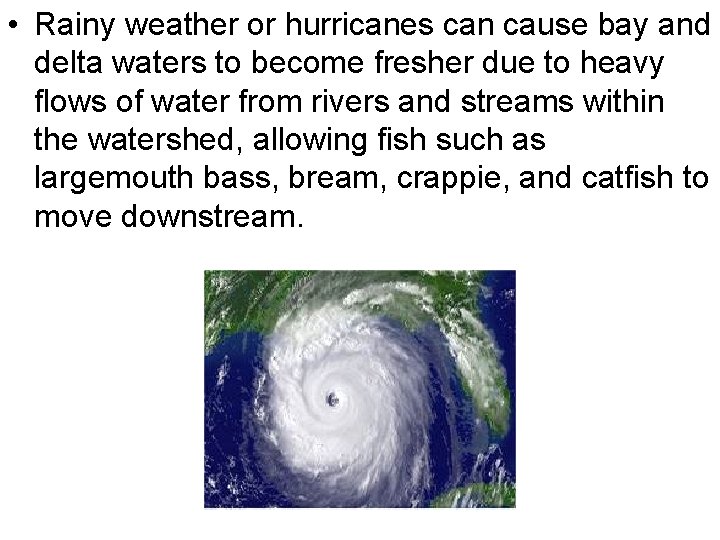  • Rainy weather or hurricanes can cause bay and delta waters to become