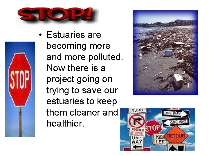  • Estuaries are becoming more and more polluted. Now there is a project