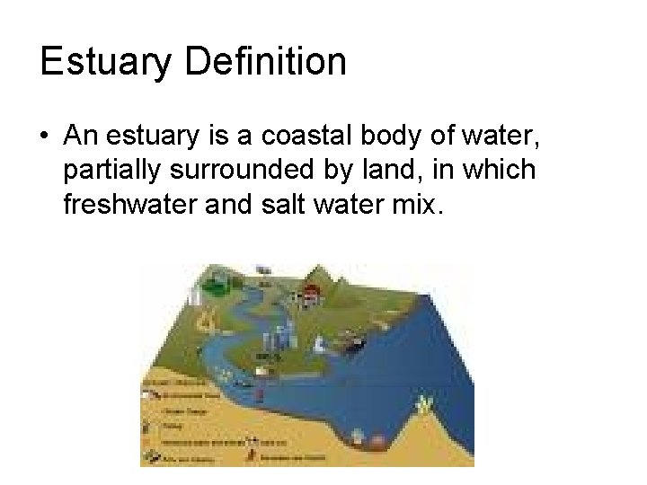 Estuary Definition • An estuary is a coastal body of water, partially surrounded by