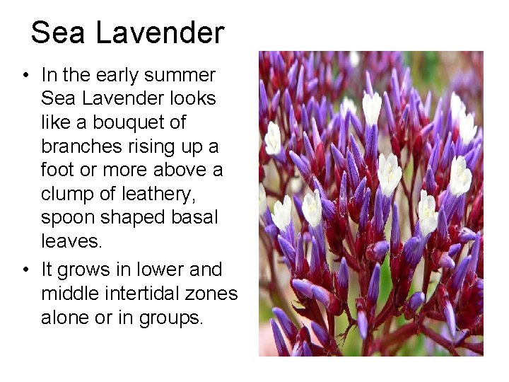 Sea Lavender • In the early summer Sea Lavender looks like a bouquet of