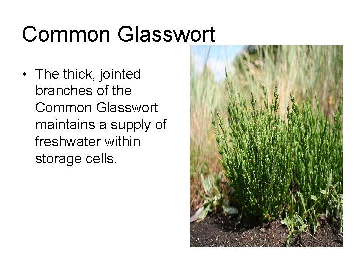 Common Glasswort • The thick, jointed branches of the Common Glasswort maintains a supply