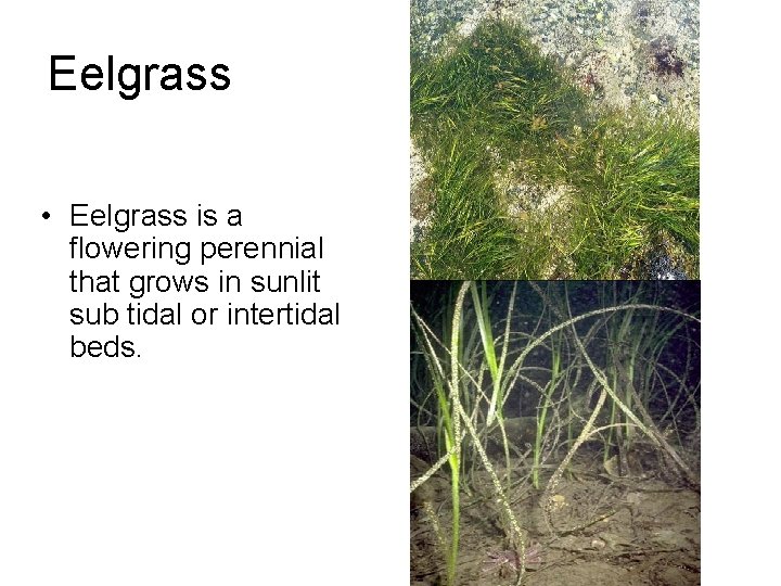 Eelgrass • Eelgrass is a flowering perennial that grows in sunlit sub tidal or