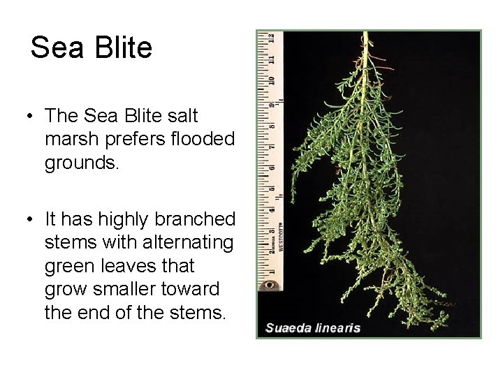 Sea Blite • The Sea Blite salt marsh prefers flooded grounds. • It has