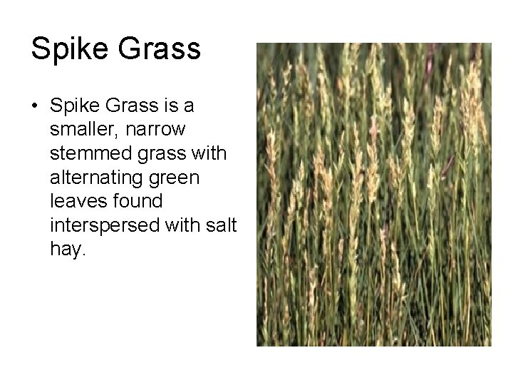 Spike Grass • Spike Grass is a smaller, narrow stemmed grass with alternating green