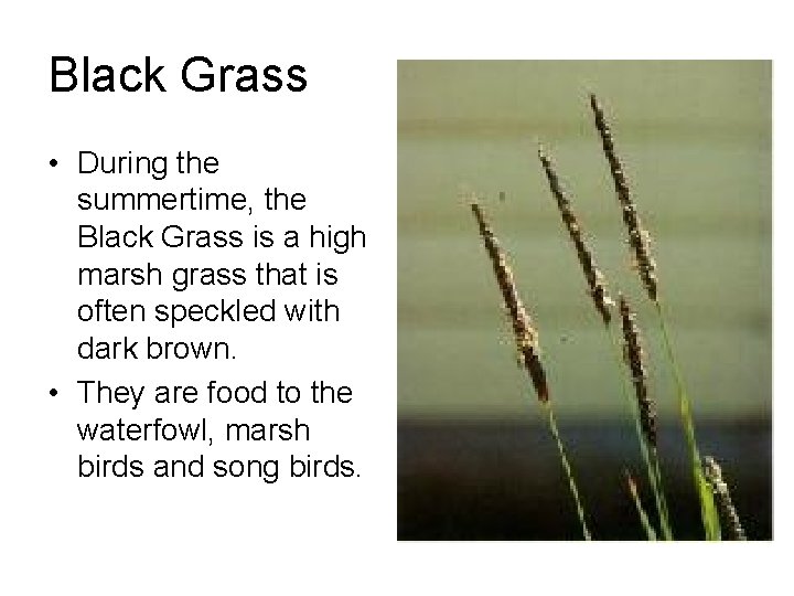 Black Grass • During the summertime, the Black Grass is a high marsh grass