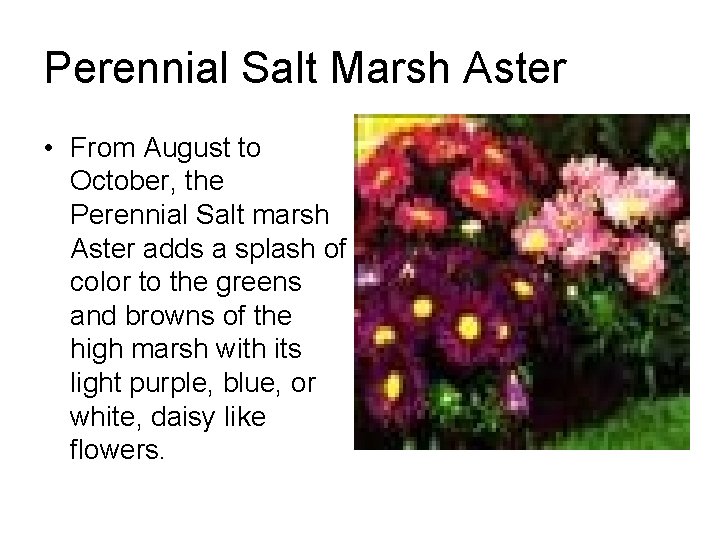 Perennial Salt Marsh Aster • From August to October, the Perennial Salt marsh Aster