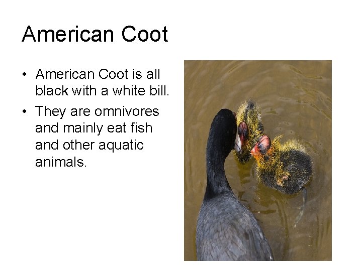 American Coot • American Coot is all black with a white bill. • They