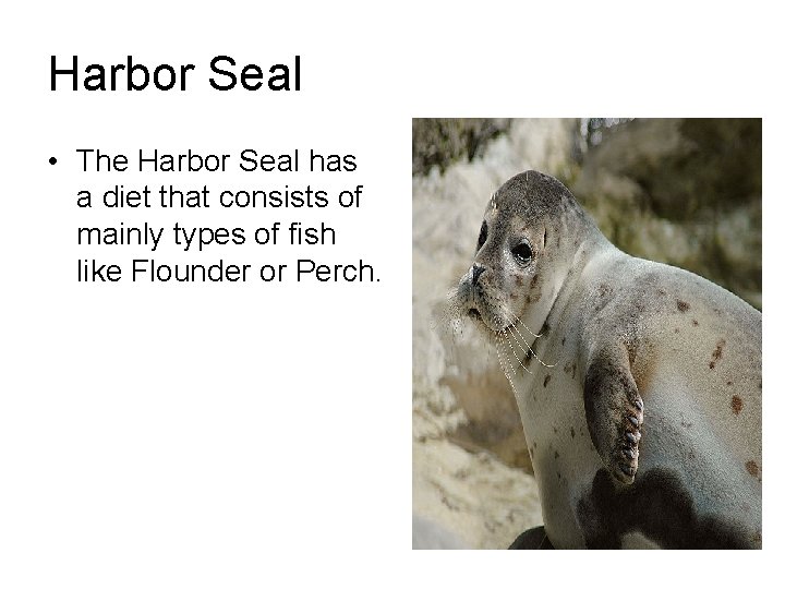 Harbor Seal • The Harbor Seal has a diet that consists of mainly types