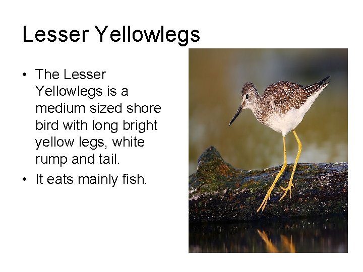 Lesser Yellowlegs • The Lesser Yellowlegs is a medium sized shore bird with long