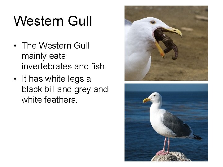 Western Gull • The Western Gull mainly eats invertebrates and fish. • It has