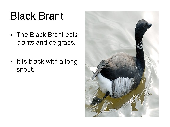 Black Brant • The Black Brant eats plants and eelgrass. • It is black