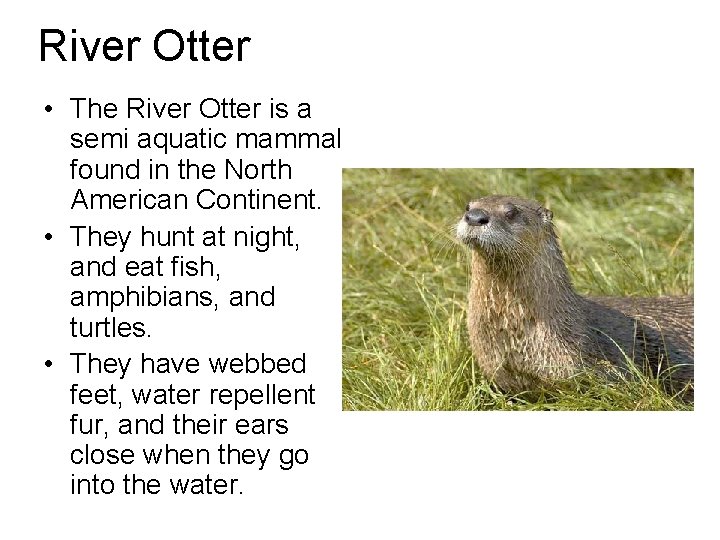 River Otter • The River Otter is a semi aquatic mammal found in the