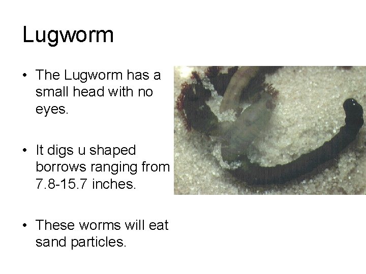 Lugworm • The Lugworm has a small head with no eyes. • It digs