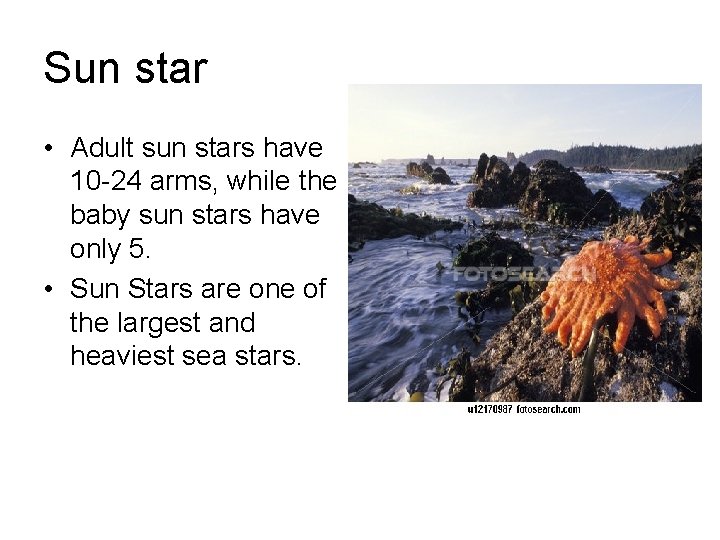 Sun star • Adult sun stars have 10 -24 arms, while the baby sun