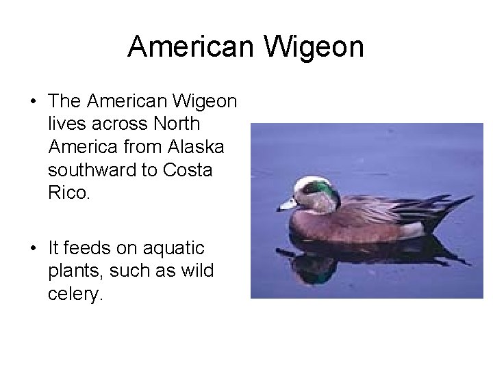 American Wigeon • The American Wigeon lives across North America from Alaska southward to